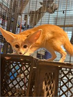 Fennec Fox Female. Proven female