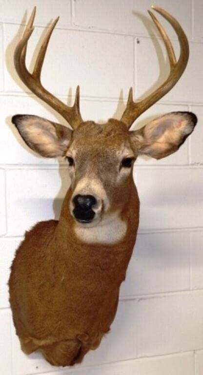 8-Point Whitetail Deer Taxidermy Shoulder Mount