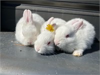 Three male albino angora cross rabbits