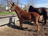 El Jefe - red mule. Approximate age is 12 years