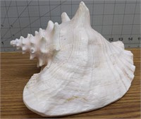 Pink queen Large Conch shell 10"x6"