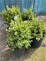Four box hedge shrubs, about a foot tall