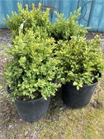 Four box shrub plants about a foot tall