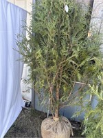 WESTERN RED CEDAR TREE Approximately 6’ high