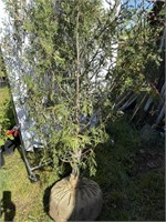WESTERN RED CEDAR TREE Approximately 9 ‘ high