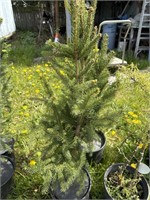Spruce tree about 3 feet tall
