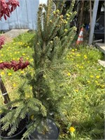 White spruce about 3 feet tall