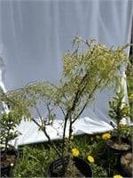 Delicate Japanese maple about 30 inches tall
