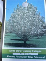 SPRING SNOW FLOWERING CRABAPPLE TREE