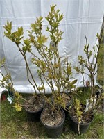 4  Northland blueberry about 2 feet tall