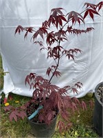 Japanese maple about 2 feet tall