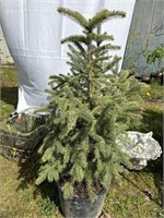 2 Colorado Spruce about 3 feet tall