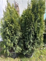 4 arborvitae about 5 feet tall