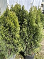 4 arborvitae about 4 feet tall