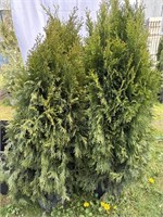 4 arborvitae about 4 feet tall