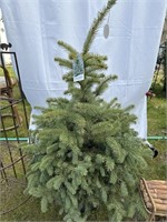 Colorado Spruce about 3 feet tall