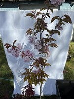 Flowering cherry, about 5 feet tall