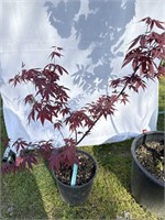 Japanese maple about 30 inches tall