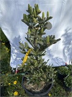 Korean fir. full name in pictures about 3 feet