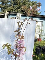 Flowering cherry, about 6 feet tall