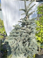 Colorado blue Spruce about 5 feet tall