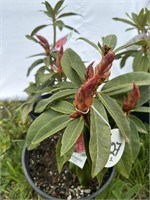 2 Taurus Rhododendrons about a foot tall