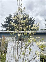Flowering Dogwood about 10 feet tall in a very,