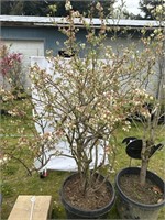 Mature blueberry in full bloom. Bluecrop variety