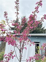 Southern Flowering Crabapple tree about 9 feet