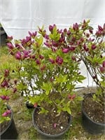 Purple splendor azalea