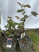 4 Sweet Ark Ponca  blackberry plants