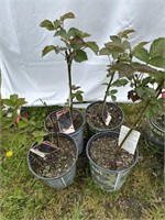 4 sweet Ark Ponca blackberry plants