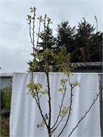Combo pear tree about 7 feet tall