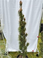 Colorado Spruce about 5 feet tall