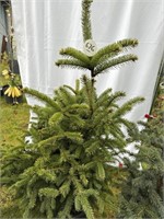 Colorado Spruce about 4 feet tall