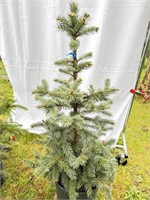Blue Spruce about 3 feet tall