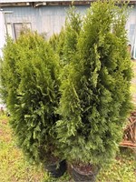 4 arborvitae. About 5 feet tall