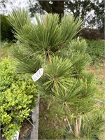 Ornamental pine tree about 3 feet tall