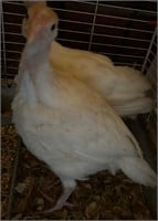 Broad breasted, white turkey hatch 3/24
