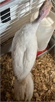 Broad breasted, white turkey hatch 3/24
