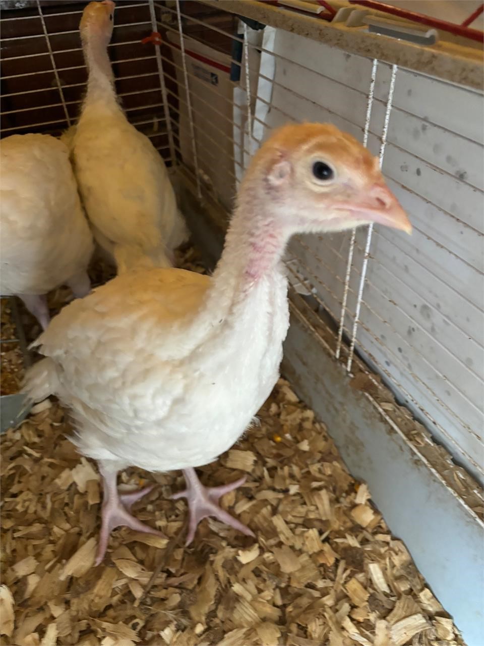 1-Broad breasted, white turkey hatch 3/24