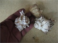 3 small  Sea Shells