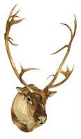 Caribou Head with 20 Point Rack