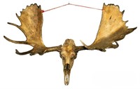 Moose Skull with Rack