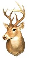 Deer Head with 8 Point Rack