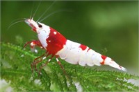 Red Crystal Shrimp