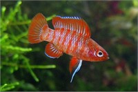 Scarlet Badis Fish