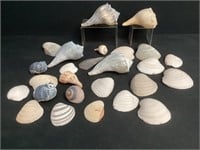Conch Sea Shells & Other Sea Shells