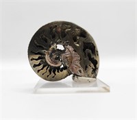 Pyritized Quenstedoceras Ammonite from Russia 165