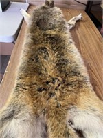 FULL COYOTE PELT - SEE ALL PHOTOS